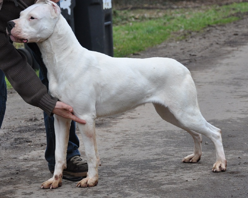 Diabla blanca Da herminig gwenn