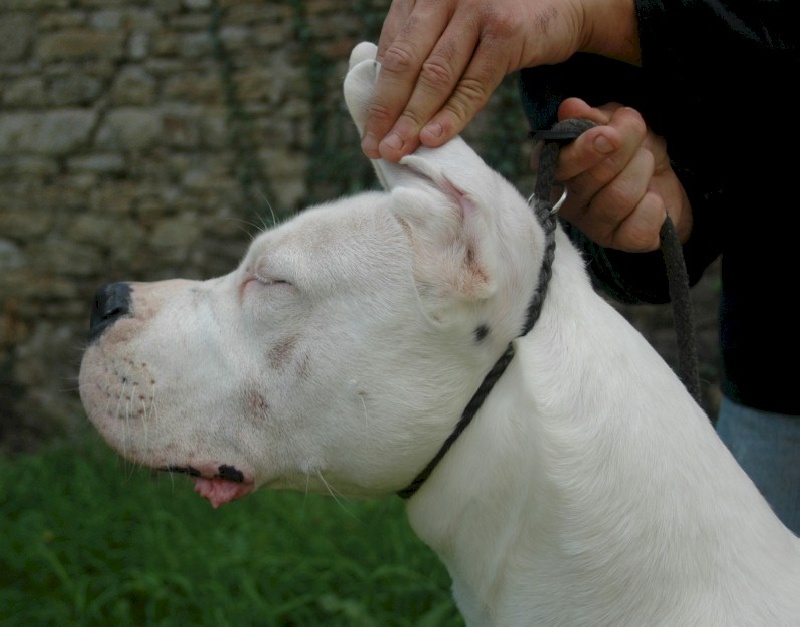 Cherokee che viejo Da herminig gwenn